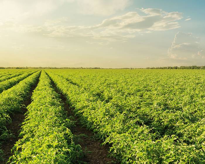 Summer, the season of Pomì tomatoes