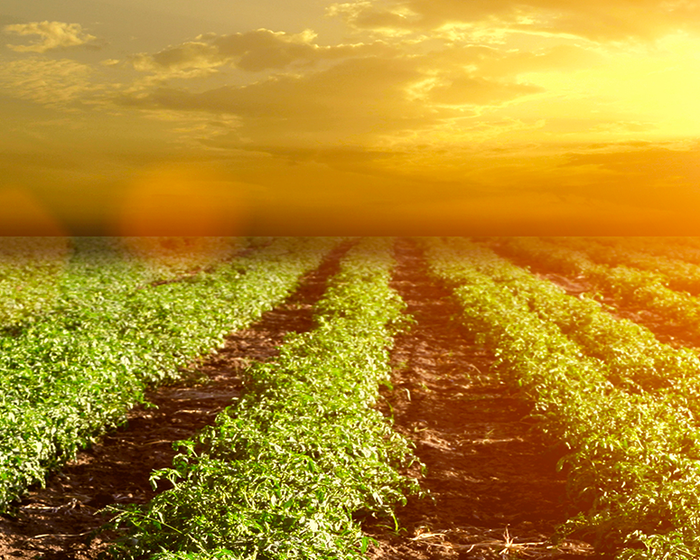 Pomì Trace: the guarantee of our quality