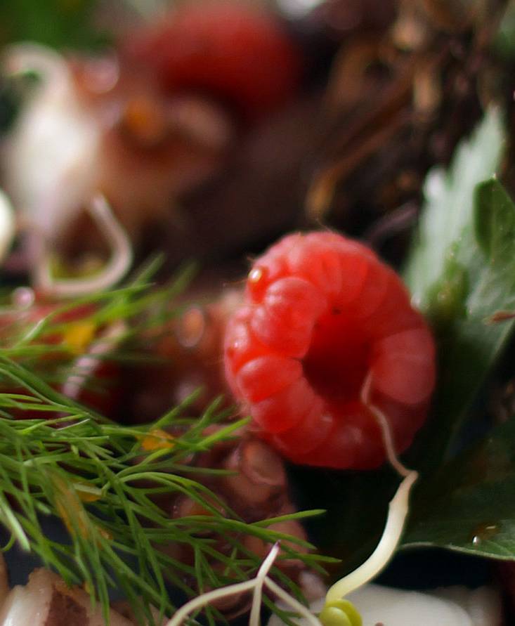 Warm Octopus salad with leaves and wild berries in Tomato Emulsion